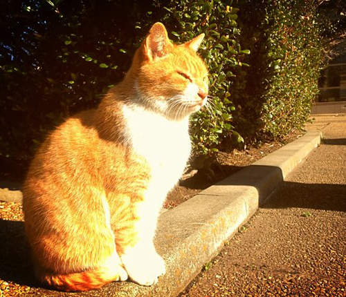 《接近野貓的方法》雖然可愛但是小心不要嚇到牠們囉~ 《接近野貓的方法》雖然可愛但是小心不要嚇到牠們囉~