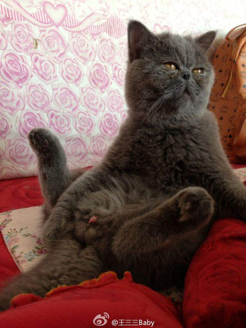 寵物版《比醜大賽》根本都很萌好嗎~(融化) 寵物版《比醜大賽》根本都很萌好嗎~(融化)