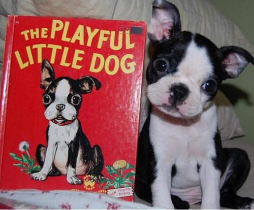 嗯?為什麼這上面的貓貓狗狗長得跟我一樣? 嗯?為什麼這上面的貓貓狗狗長得跟我一樣?