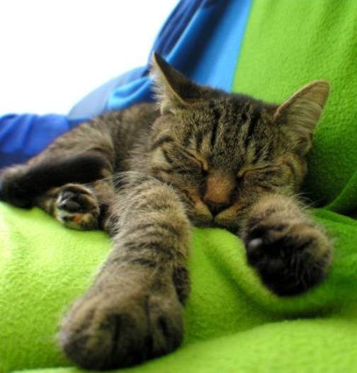 《貓咪打瞌睡》星期一的早晨是該這樣沒錯...（笑）