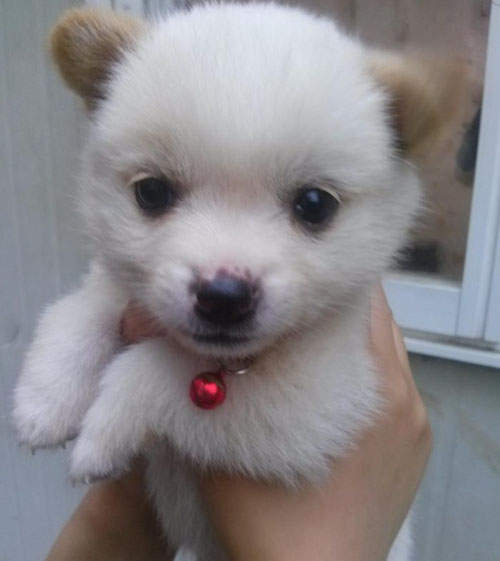 工大校犬《小五月》小短腿萌翻每個人的心❤