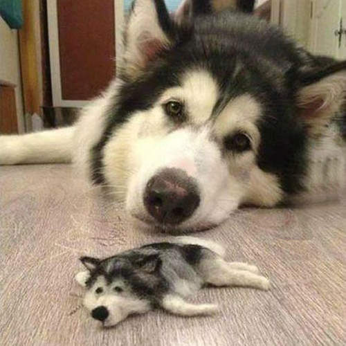 迷你《哈士奇》娃娃 竟然是用哈士奇掉的毛做成!? 迷你《哈士奇》娃娃 竟然是用哈士奇掉的毛做成!?