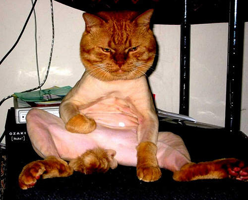 《貓的強大威力》你一次要打幾個？(￣‥a￣)