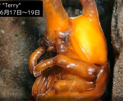 昆蟲變態生中繼頻道 大家一起圍爐看著牠一動也不動的樣子...(睏) 昆蟲變態生中繼頻道 大家一起圍爐看著牠一動也不動的樣子...(睏)