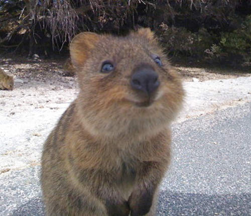 全世界《看起來最幸福的動物》無時無刻都保持著可愛微笑✪‿✪ 全世界《看起來最幸福的動物》無時無刻都保持著可愛微笑✪‿✪