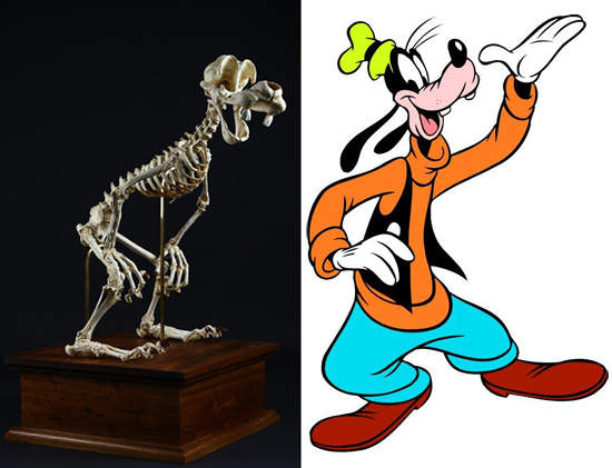 毀童年《卡通人物骨骼展》請不要造成考古學家的困擾
