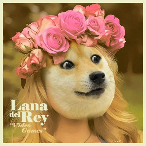 爆紅柴犬《KABOSU醬》誰都無法阻止它啦www