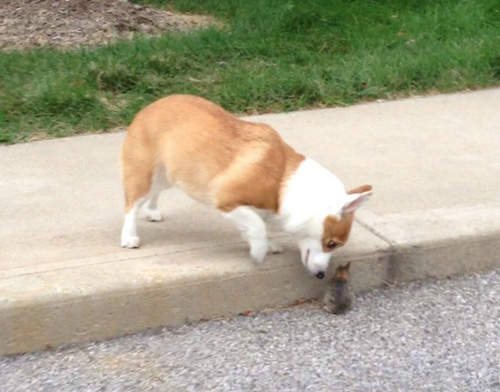 《柯基與兔兔》我們是短腿好朋友♥(←壞) 《柯基與兔兔》我們是短腿好朋友♥(←壞)