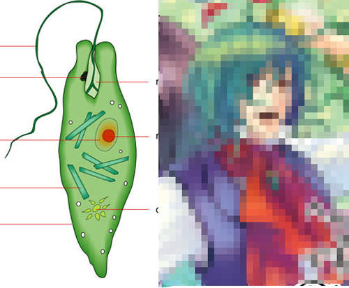 眼蟲到底是植物還是蟲呢?NONONO~其實他是... 眼蟲到底是植物還是蟲呢?NONONO~其實他是...