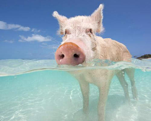 今年最多人搜尋的旅遊地 我想去海島國家曬太陽 (๑˃̵ᴗ˂̵)و