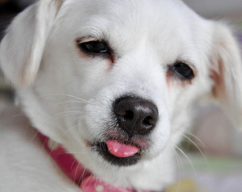 《萌笑醉狗》我沒醉我只是有一點茫(＠゜▽゜@)　