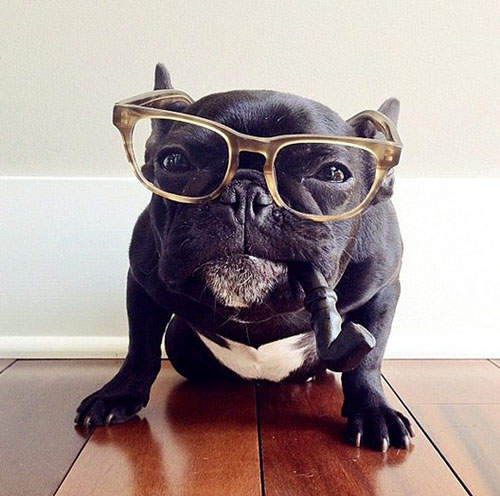 時尚鬥牛犬《Trotter》~今天要走的風格是.........？