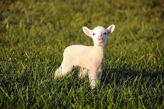 萌萌《羊的成長生活》一隻羊～咩～