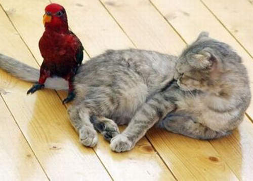 貓的朋友　誰說不能是小鳥？