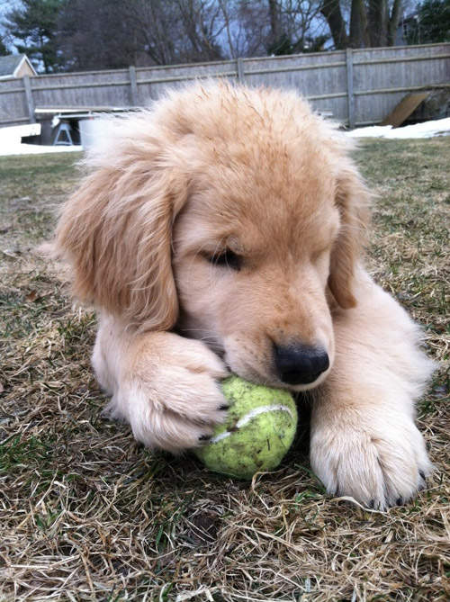 超可愛《黃金獵犬Ray Charles》看不見也蹦蹦跳跳～汪