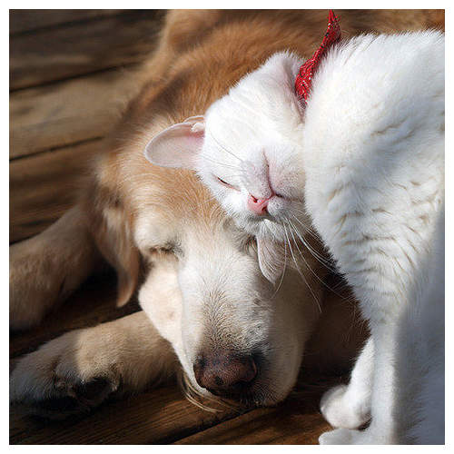 犬派&貓派的《戀愛心理測驗》喜歡的動物也會影響你的戀愛傾向？