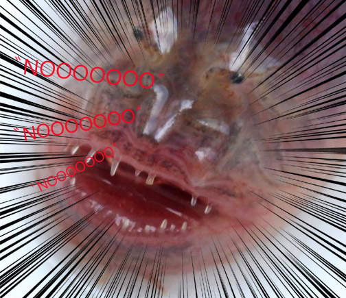 雷氏鰻鰕虎　我看起來很兇別惹我（瞪）