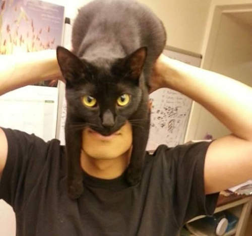 如何扮成蝙蝠俠?只要運用你家的貓貓(戴上) 如何扮成蝙蝠俠?只要運用你家的貓貓(戴上)