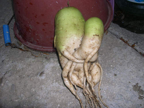 《害羞蘿蔔》現在蘿蔔口味都這麼重嗎>///<