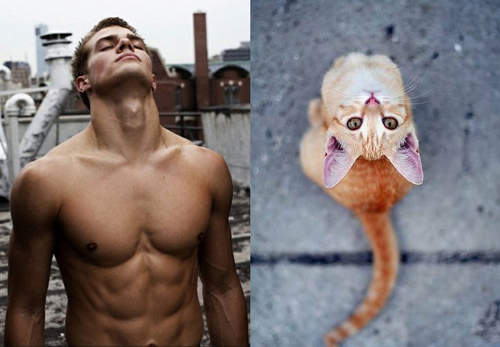 《猛男VS.喵喵》兩隻我都要>///<(抱) 《猛男VS.喵喵》兩隻我都要>///<(抱)