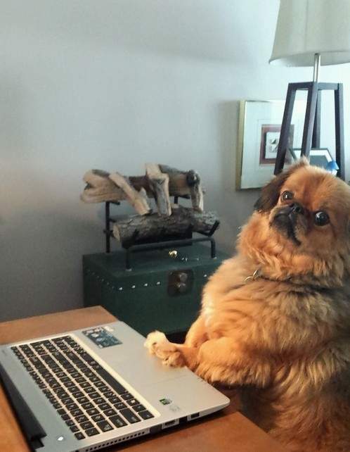 《寵物們的抗議》吼～主人別再玩電腦了啦～