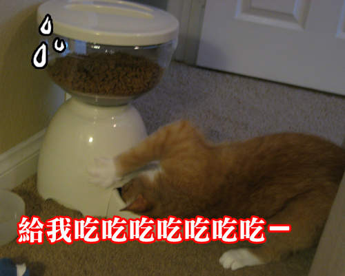 「貓大人、溫柔一點嘛...」自動餵食器的辛酸血淚史 「貓大人、溫柔一點嘛...」自動餵食器的辛酸血淚史