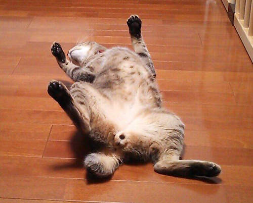 《貓的開腿萬萬睡》野性ZERO好放鬆～（躺平）