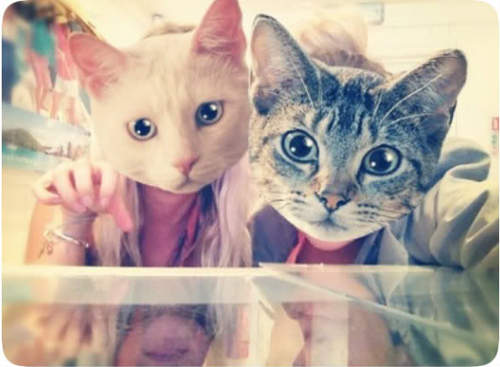 《喵星人照片製作App》只要有心～人人都可以當喵星人～喵～