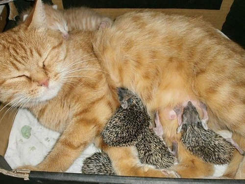 《刺蝟貓媽媽》果然母愛是不分國界的呀～♥