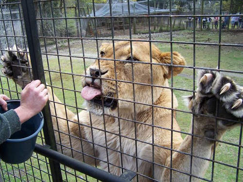 紐西蘭《牢籠餵食秀》讓你嚐嚐被關在牢籠裡的滋味