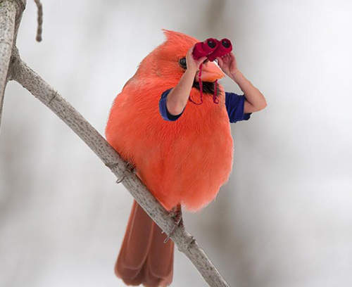 《鳥人》如果鳥都長出手來會是甚麼樣的感覺呢? 《鳥人》如果鳥都長出手來會是甚麼樣的感覺呢?