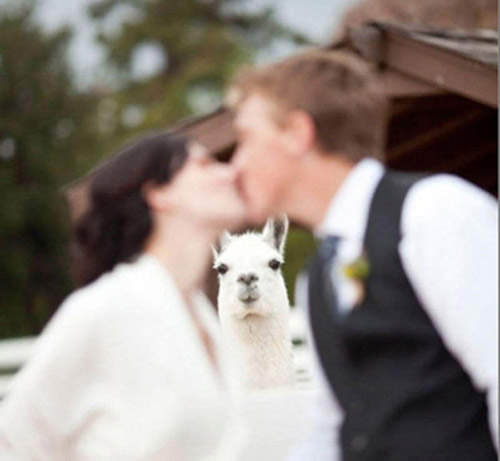 《WTF結婚照》這樣也是一生一世的紀念啦 《WTF結婚照》這樣也是一生一世的紀念啦