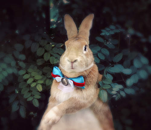 超萌變裝兔《史大力》你是童話故事裡跑出來的吧? 超萌變裝兔《史大力》你是童話故事裡跑出來的吧?