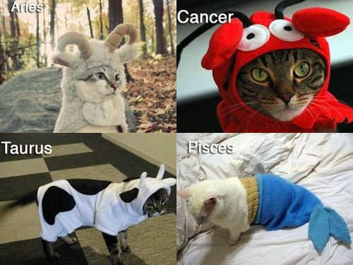 《貓版12星座》大家的星座又是...？