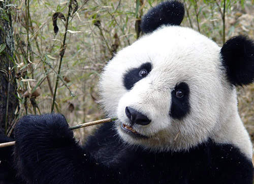 《黑眼圈掰掰》五招讓你不再當熊貓~ 《黑眼圈掰掰》五招讓你不再當熊貓~