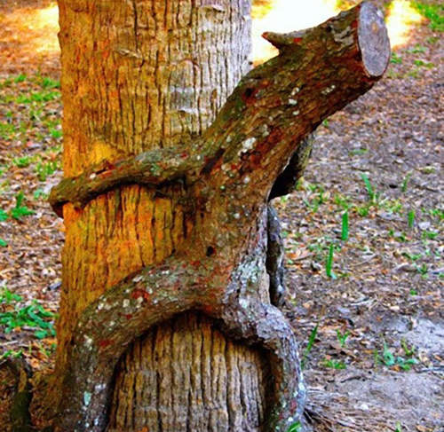 《發情樹木》纏綿悱惻成這樣也太害羞啦 《發情樹木》纏綿悱惻成這樣也太害羞啦