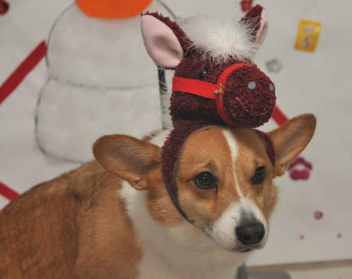 現正流行中狗狗變成馬的《馬毛剪》 現正流行中狗狗變成馬的《馬毛剪》