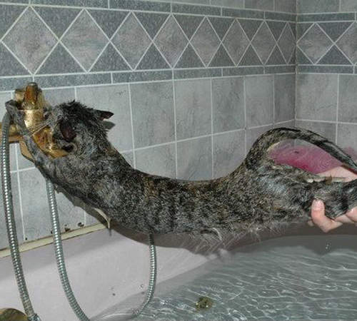 爆笑動圖《我不要洗澡》洗香香有那麼可怕嗎