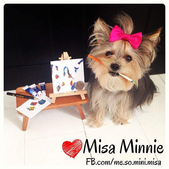 《多才多藝約克夏》Misa Minnie 樣樣行 真是太厲害了 《多才多藝約克夏》Misa Minnie 樣樣行 真是太厲害了