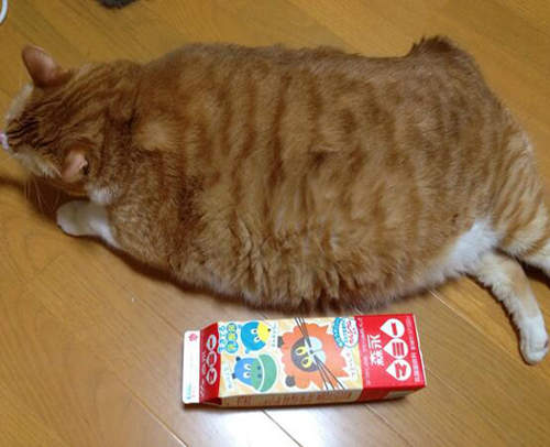 Twitter發《胖胖貓きんとき》1公升的牛奶原來這麼小瓶啊～（誤）