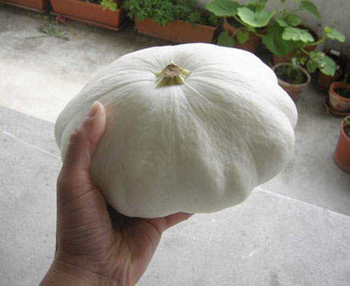 黑化vs白化蔬菜水果　你有看過嗎？