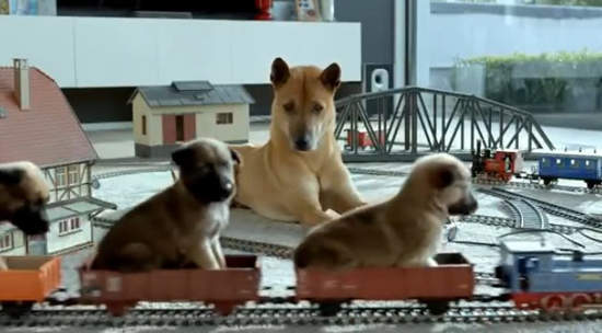 超萌《單親狗把拔》影片 請以認養代替購買 超萌《單親狗把拔》影片 請以認養代替購買