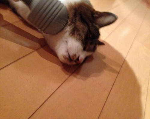 《貓咪 vs 按摩棒》貓奴快去開發貓咪專用款₍˄・༝・˄₎