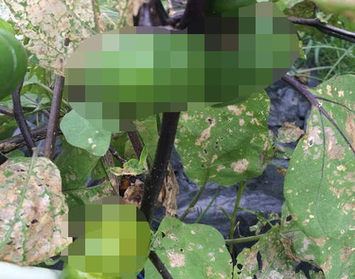 關於青椒的二三事 除了是蔬菜以外還能? 關於青椒的二三事 除了是蔬菜以外還能?