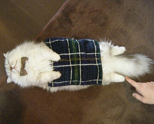 《貓的犯傻動圖》呆呆的樣子有點像你嗎? 《貓的犯傻動圖》呆呆的樣子有點像你嗎?