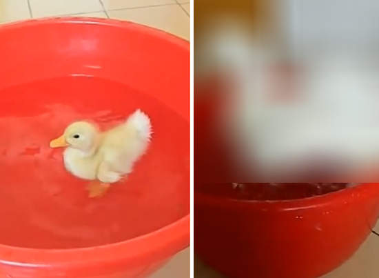 《家有醜小鴨》怎麼長大了變成醜大鴨(笑) 《家有醜小鴨》怎麼長大了變成醜大鴨(笑)