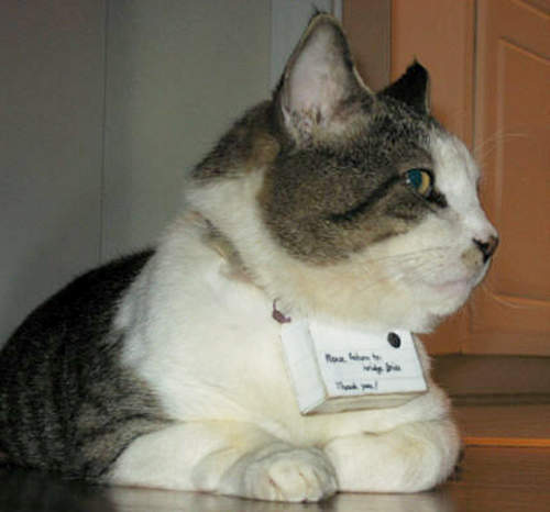 貓咪攝影師　Mr. Lee用牠的喵相機帶大家看世界