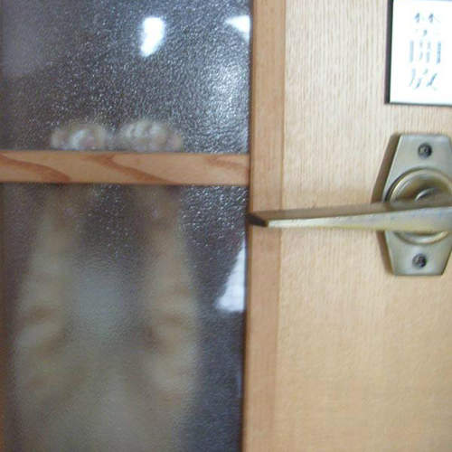 開不了門的貓咪　但明明門把就在你的貓爪邊啊wwww