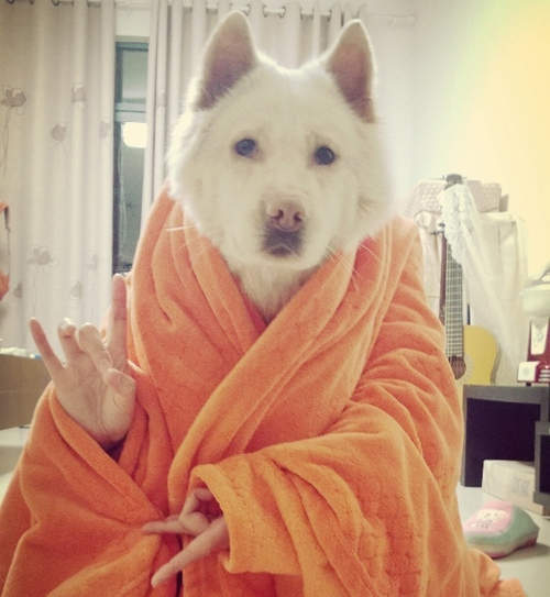 《土狗變身》你是在合適什麼啦XDD 《土狗變身》你是在合適什麼啦XDD