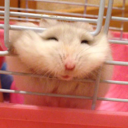 《倉鼠逃脫記》逃脫失敗的表情也太可愛了吧(〃艸〃)